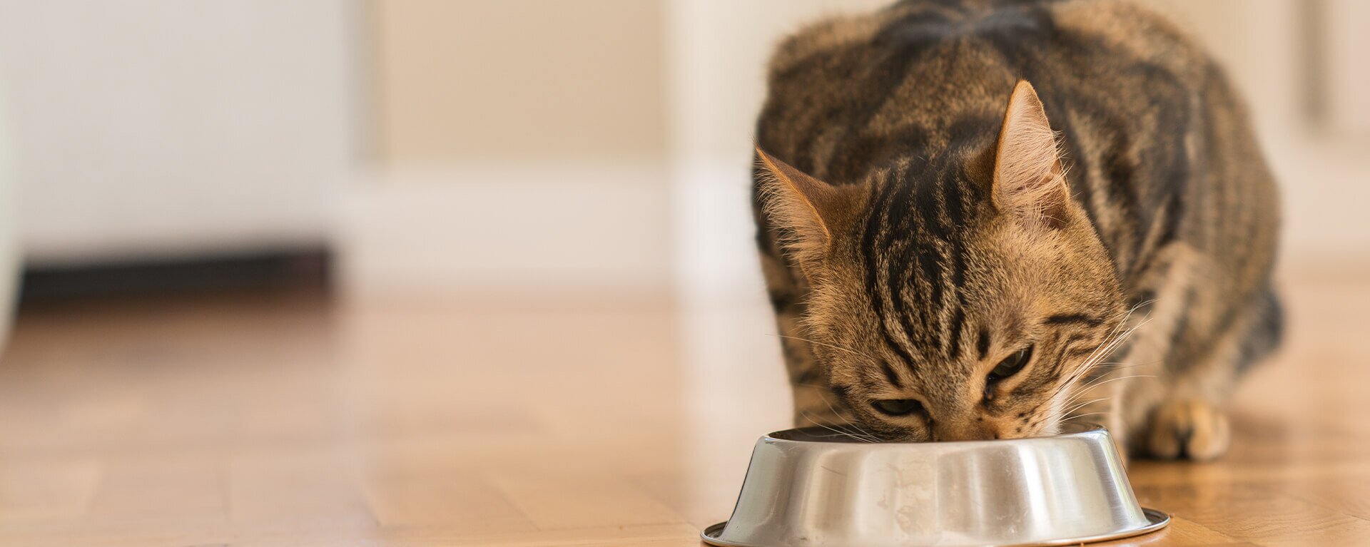 Чем и как кормить стерилизованных кошек дома